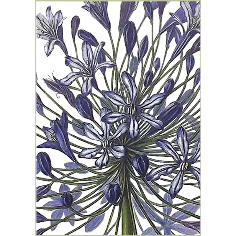 Gift Cards: Agapanthus Heads (Pack of 4) - Image 3