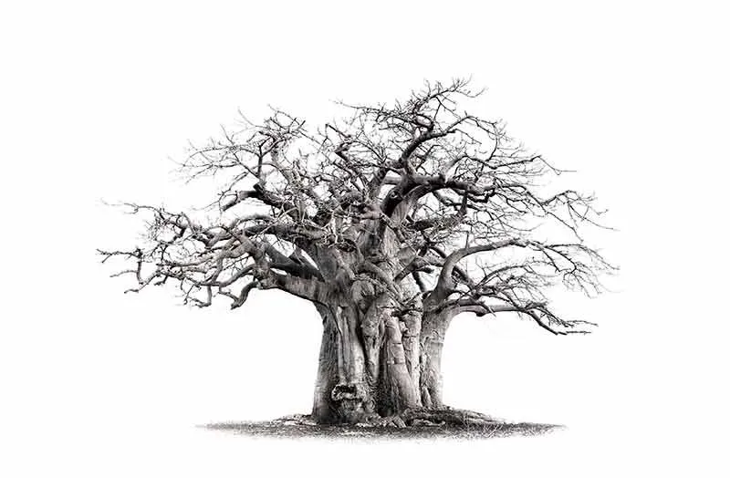 The Monkey bread tree - Image 2