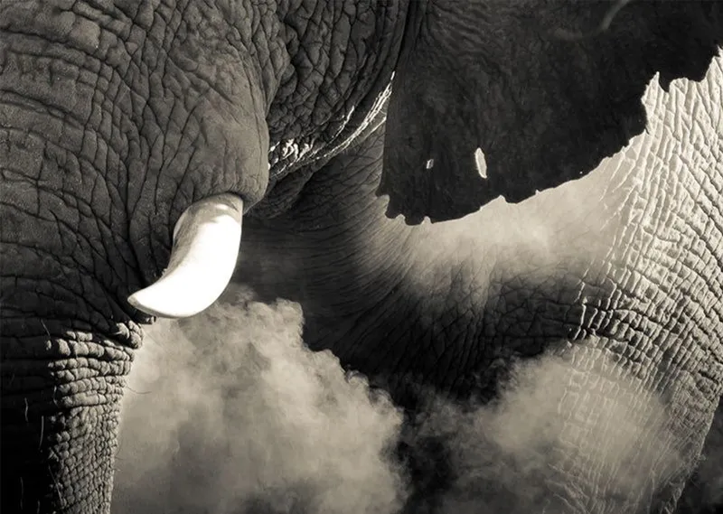 Dust Bath - Image 2