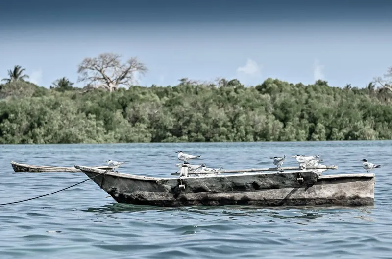 Baobab Terns - Image 2