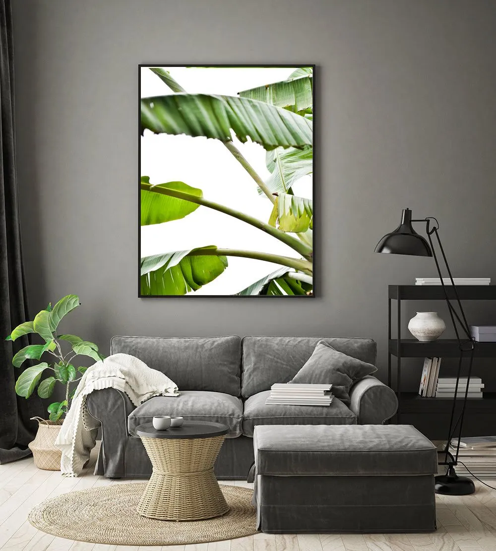 Banana leaf 3