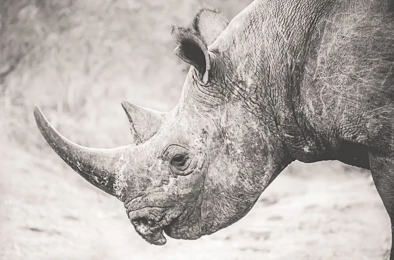 Black Rhino - Image 2