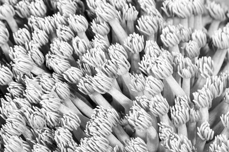 Sea Garden - Image 2