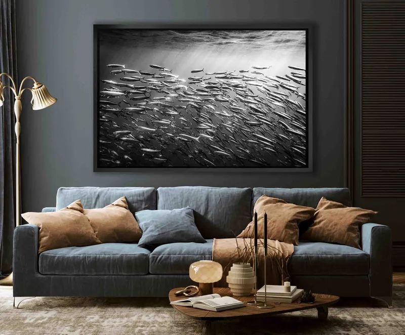 Sardine run - Image 7