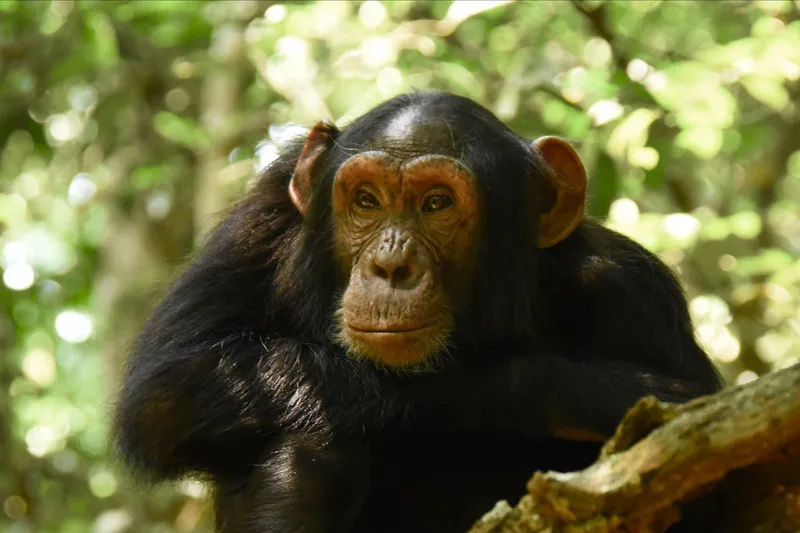 Over & Above Africa Charity Bracelet - Image 7