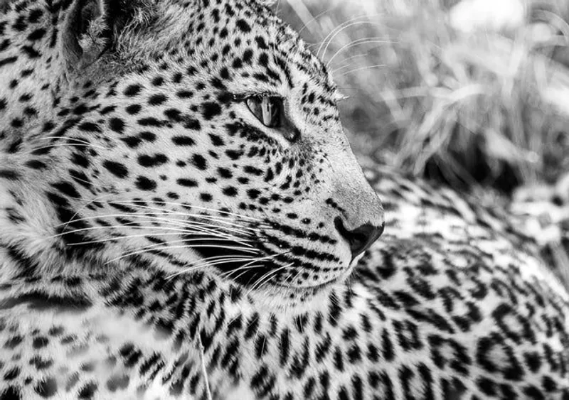 African Soul - Image 2