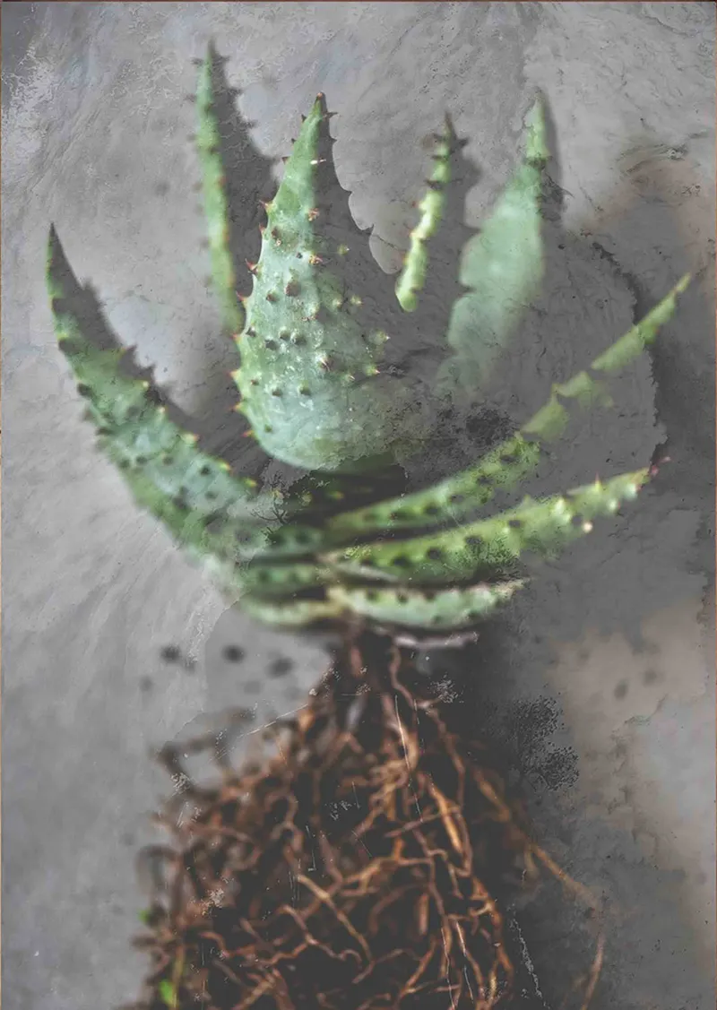 Dark roots - Image 2