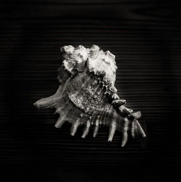 Black spiked shell