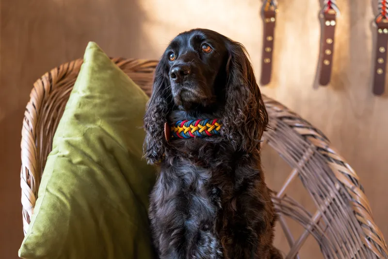 Saffa SNOOT - Image 1