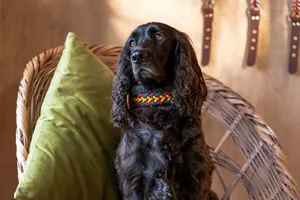 Saffa SNOOT