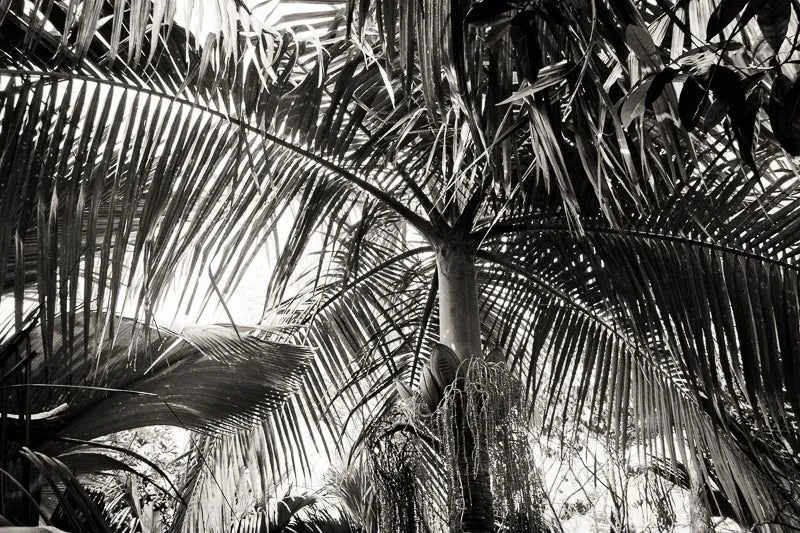 Palm trees - Image 2