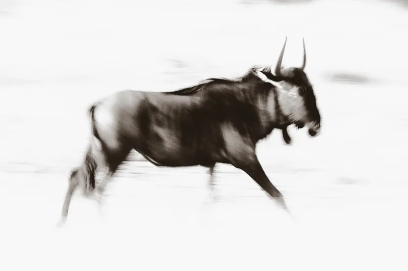Wildebeest Art - Image 2