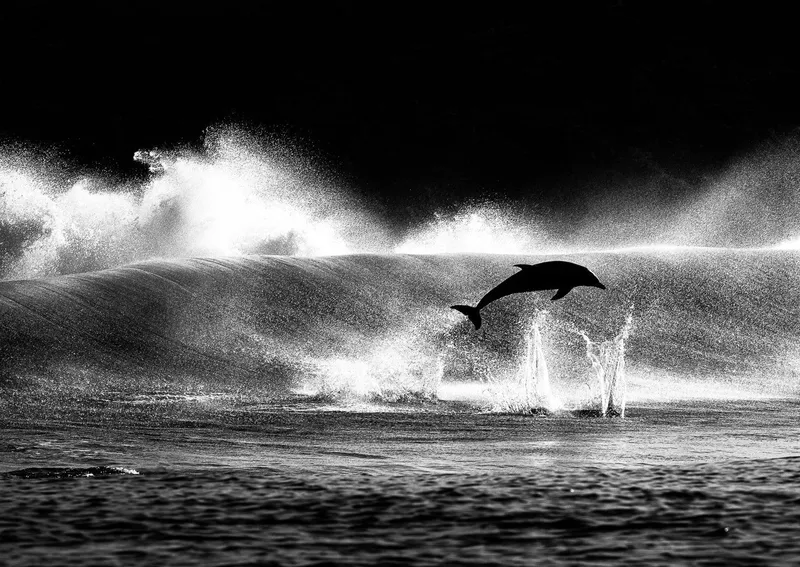Dolphin - Image 2