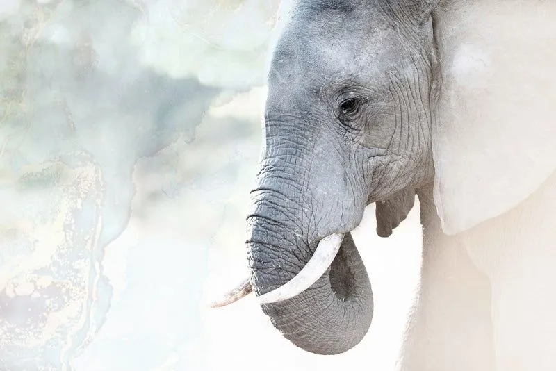 Elephant whisper (limited edition) - Image 2