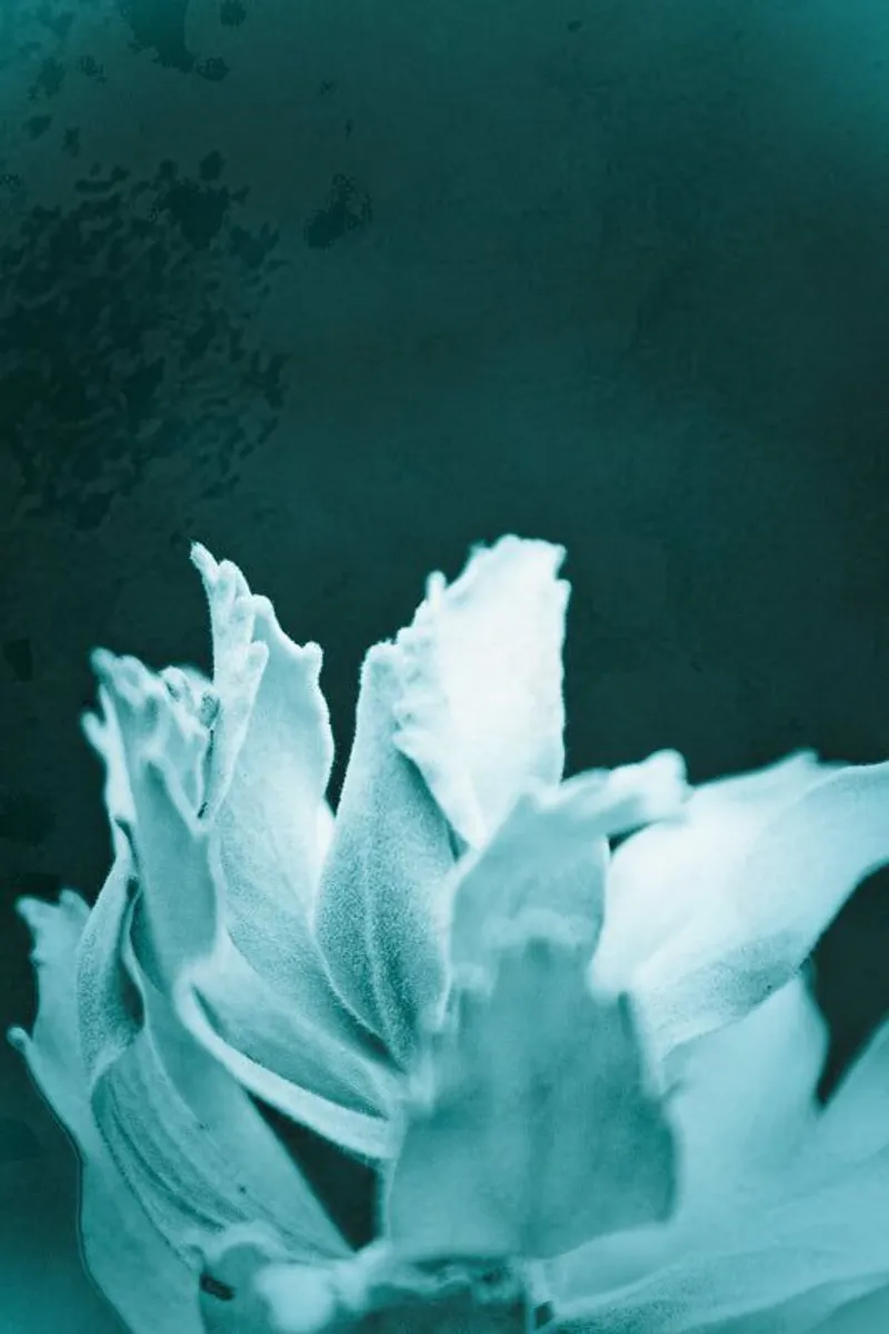 Delicate - Image 2