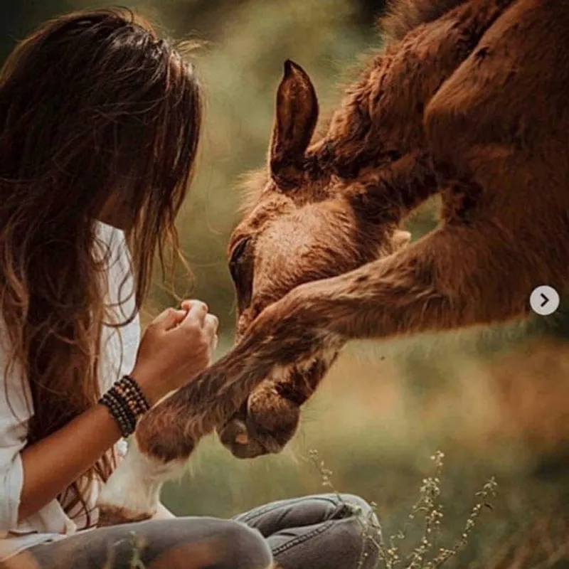 The Backwater Sanctuary - Horse Charity Bracelet - Image 8