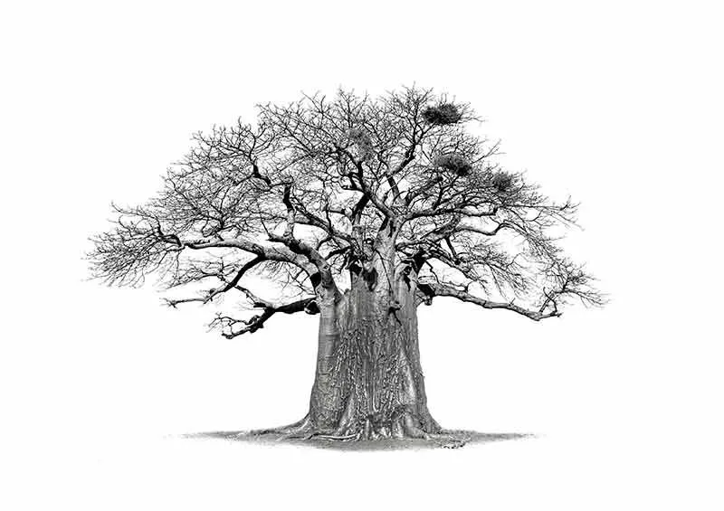 The bird haven - Image 2