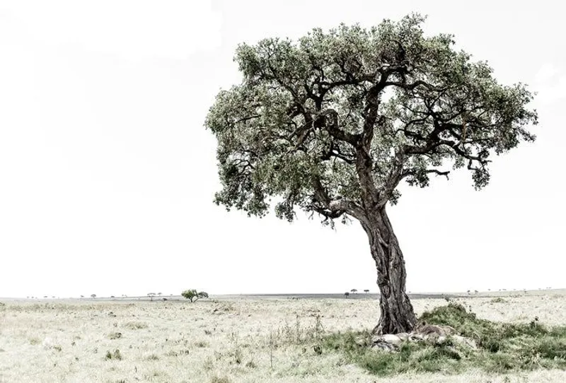 Serengeti heat - Image 2