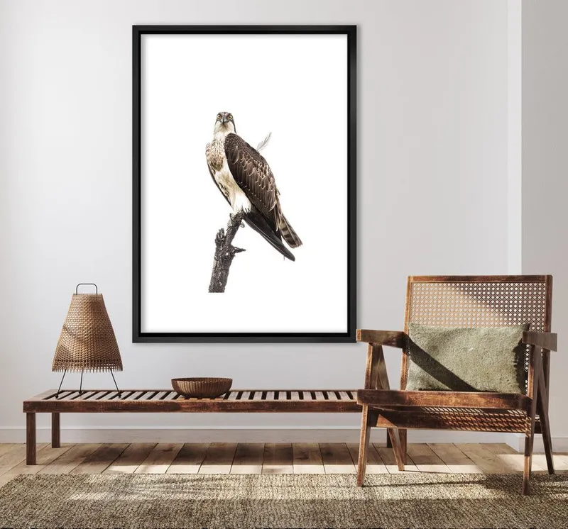 Osprey - Image 7