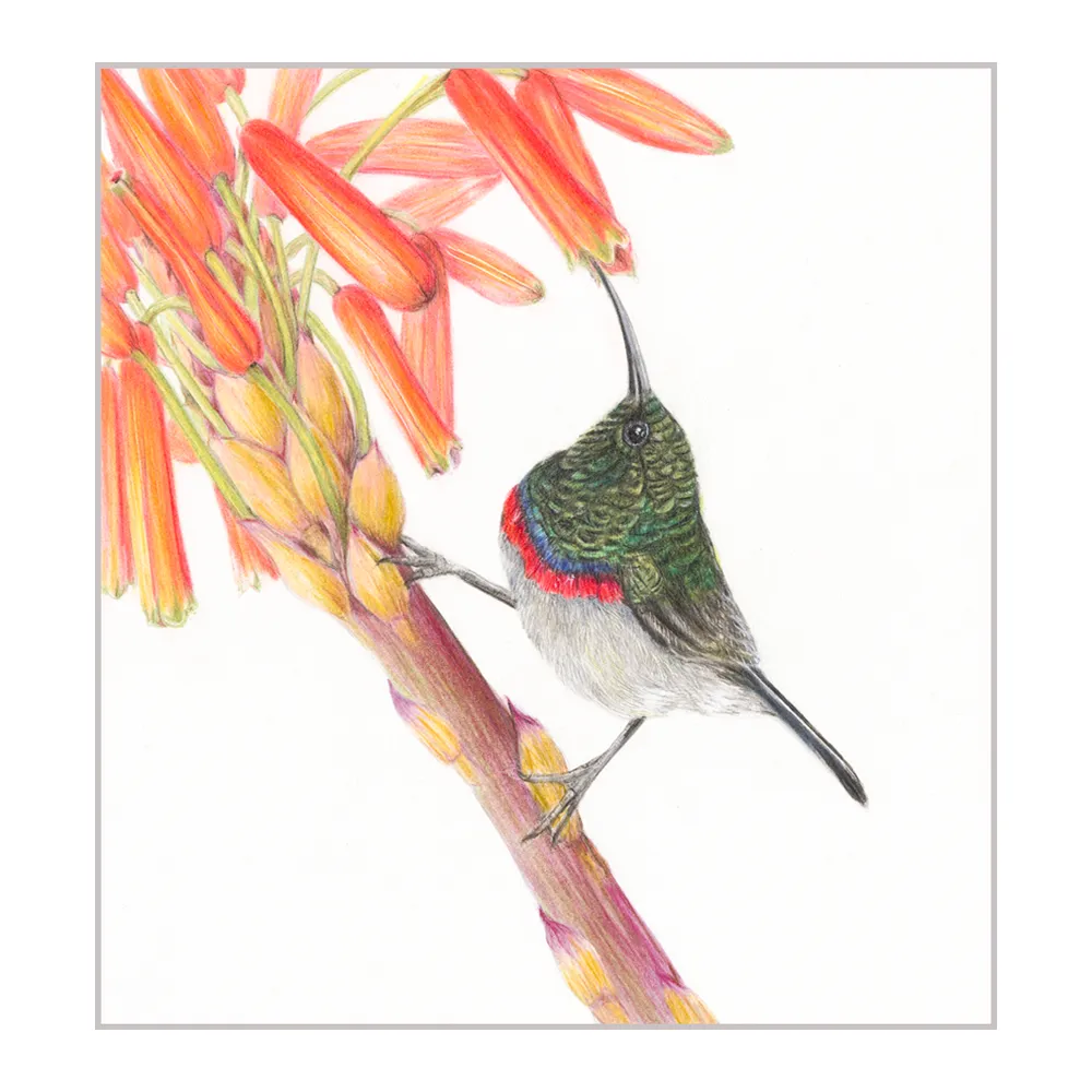 Double collared sunbird & aloe