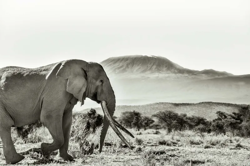 Big Tusker - Image 2