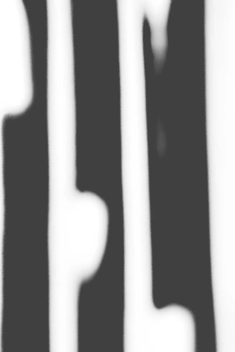 Porcupine quills - Image 3