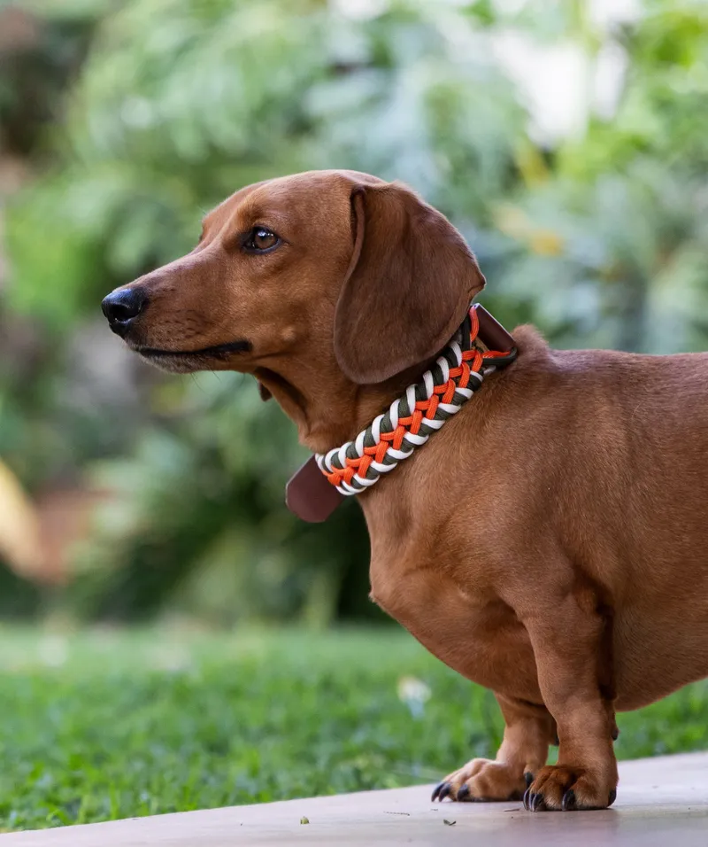 Trail SNOOT - Image 1