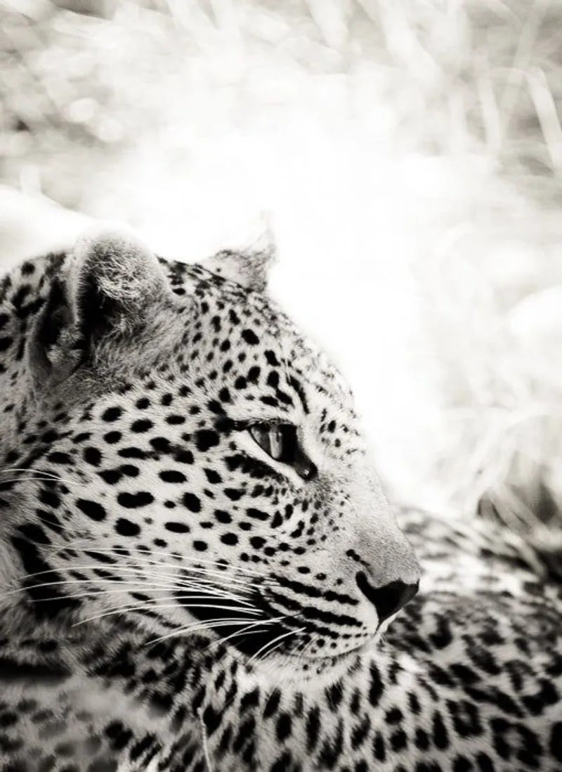 The Leopardess - Image 1