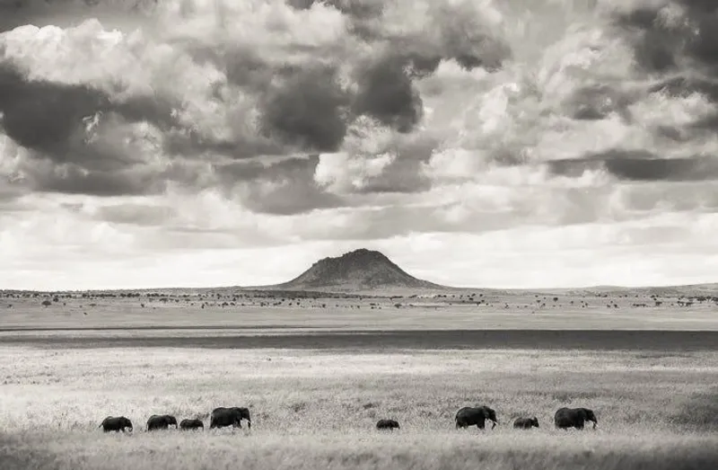 The march to water - Image 2