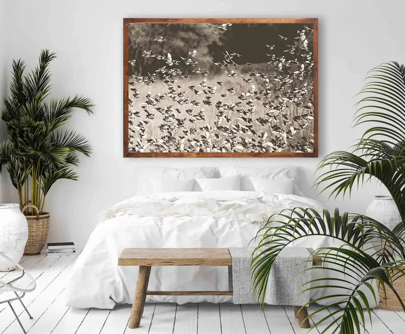 Red-billed queleas - Image 1