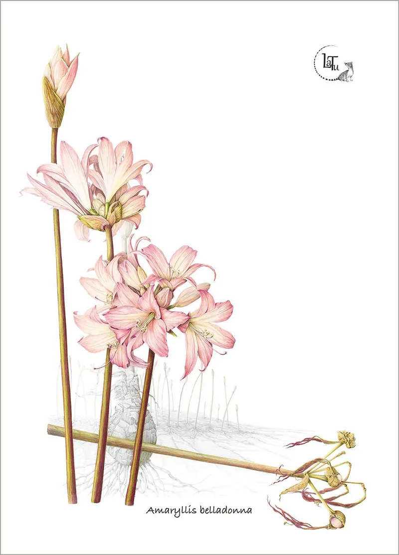 Tea Towels - Pink Perfection - Image 1