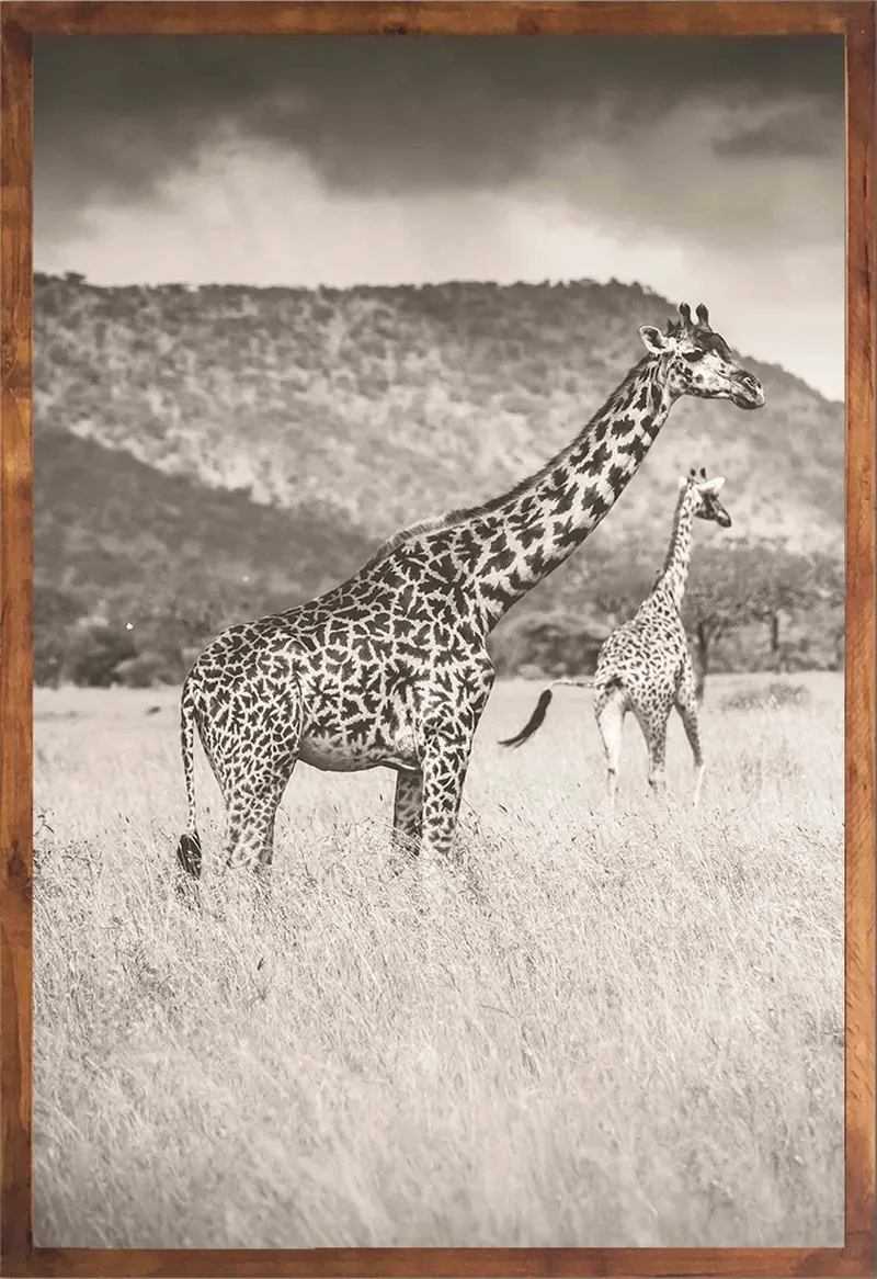Serengeti Set - Image 2