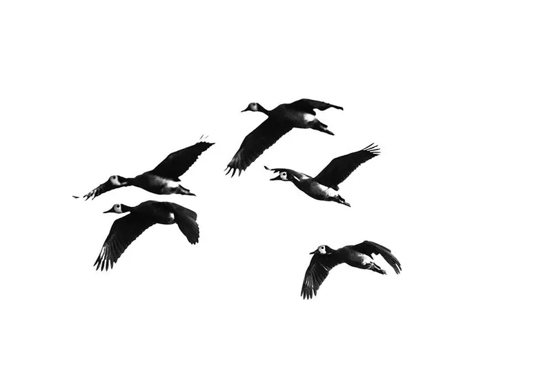 Whistling Ducks - Image 2