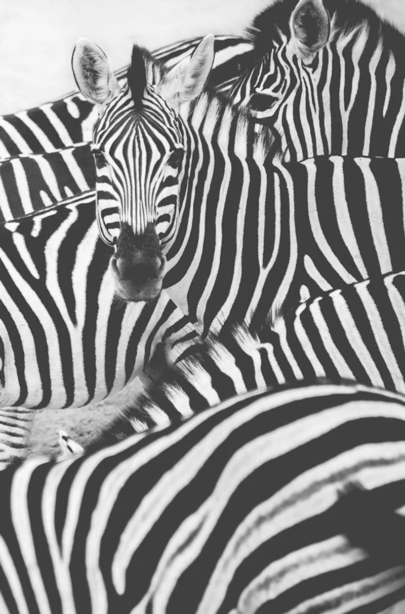 The sea of zebras - Image 2