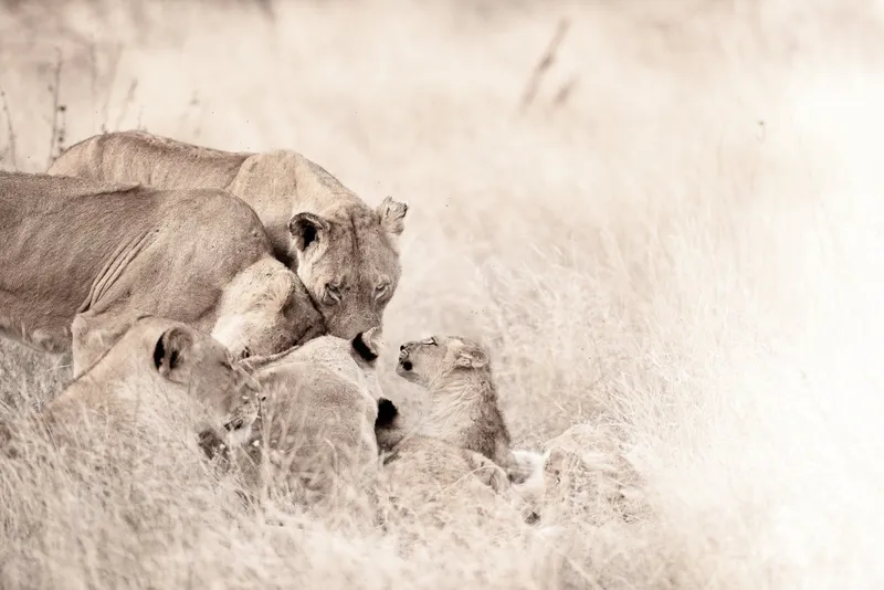 Family trust - Image 2