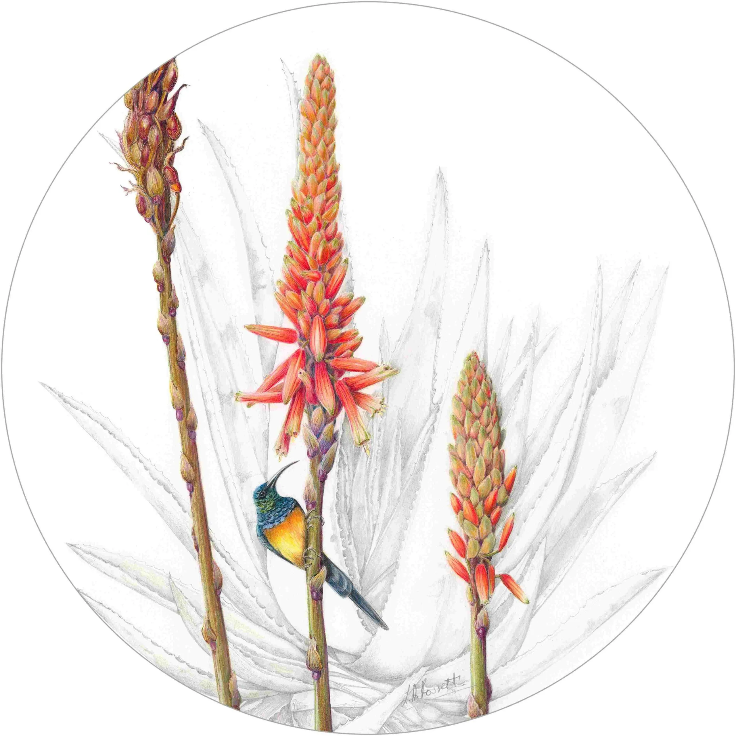 Placemat (Cork Backed) - Hello Aloe