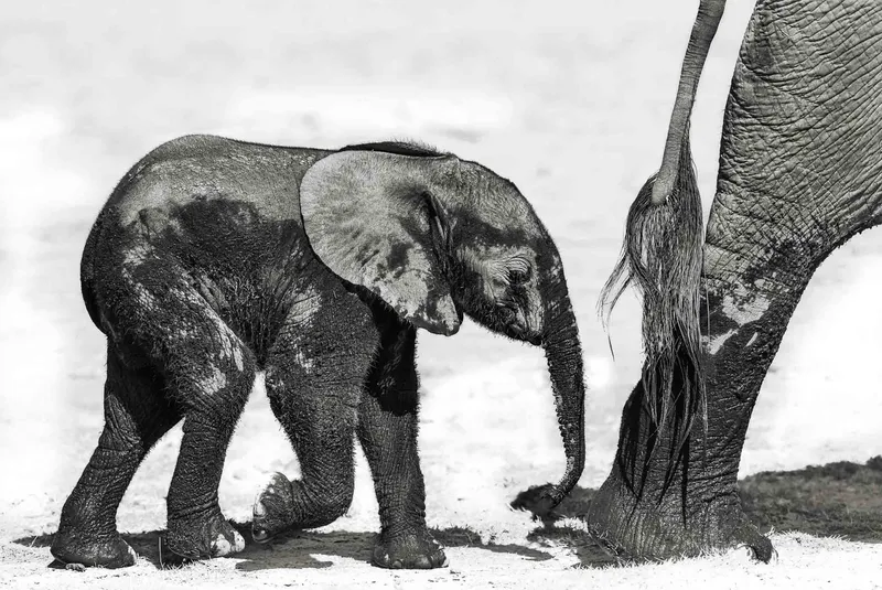 Tembo - Image 2