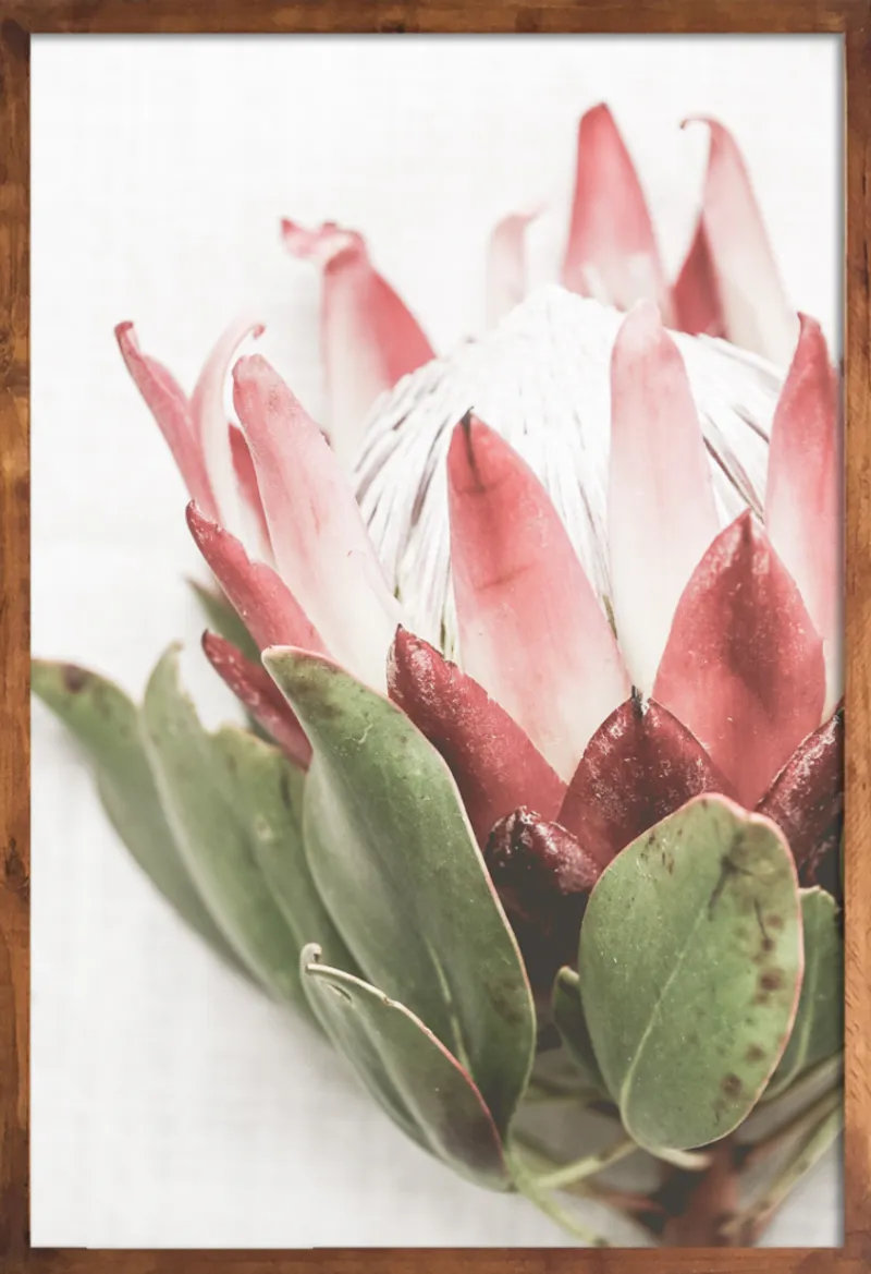 Protea Set - Image 2