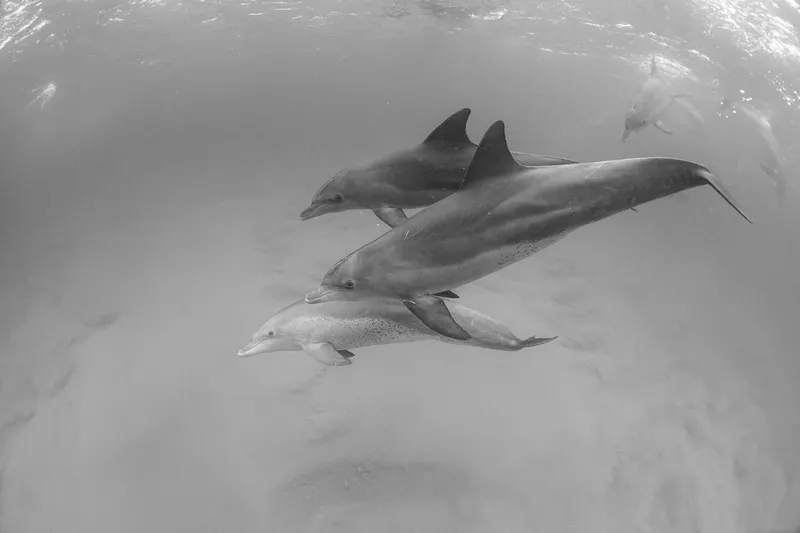 Majestic Swimmers - Image 2