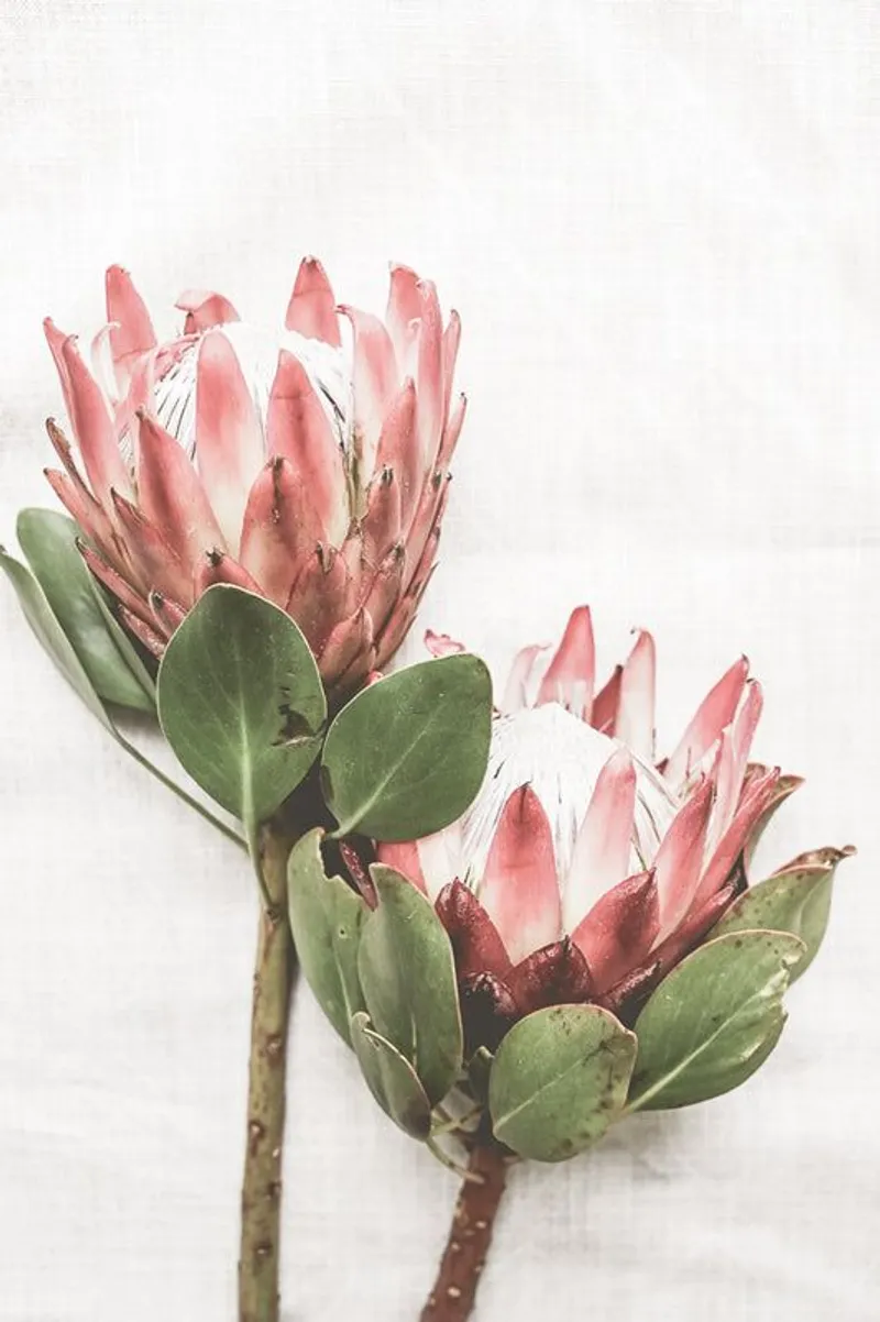 Pair of Proteas - Image 2