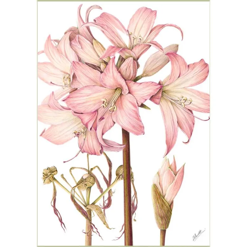 Gift Cards: Fynbos 2 (Pack of 4) - Image 2