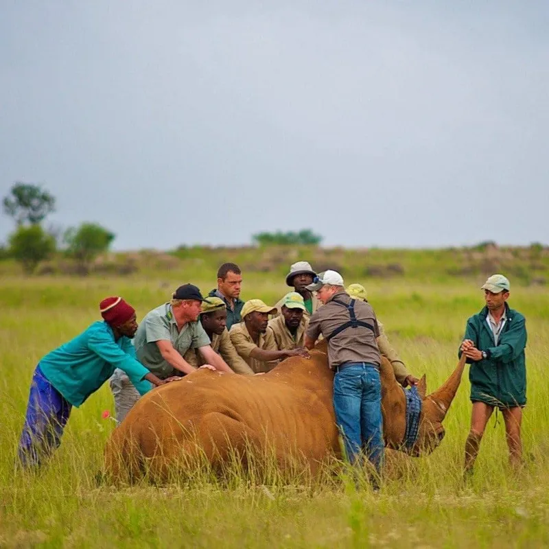 Rhino Bracelet - Image 8