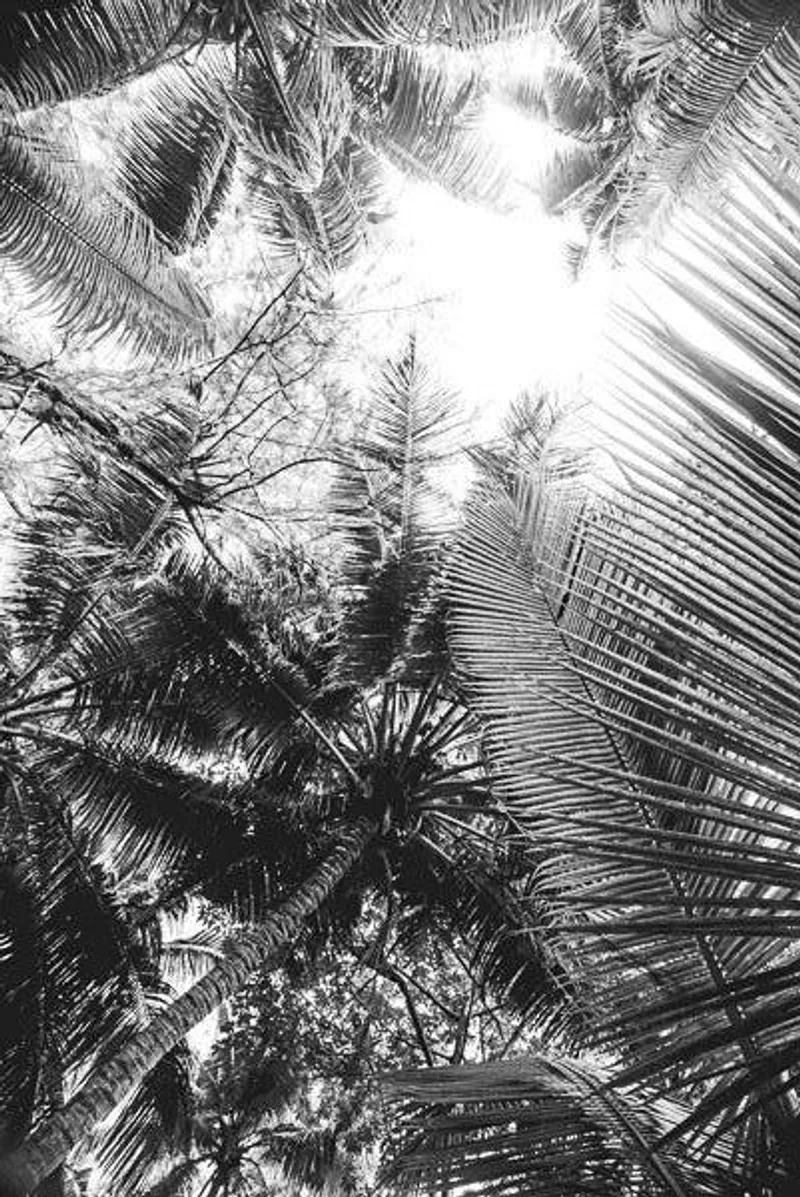 Denis forest (limited edition) - Image 2