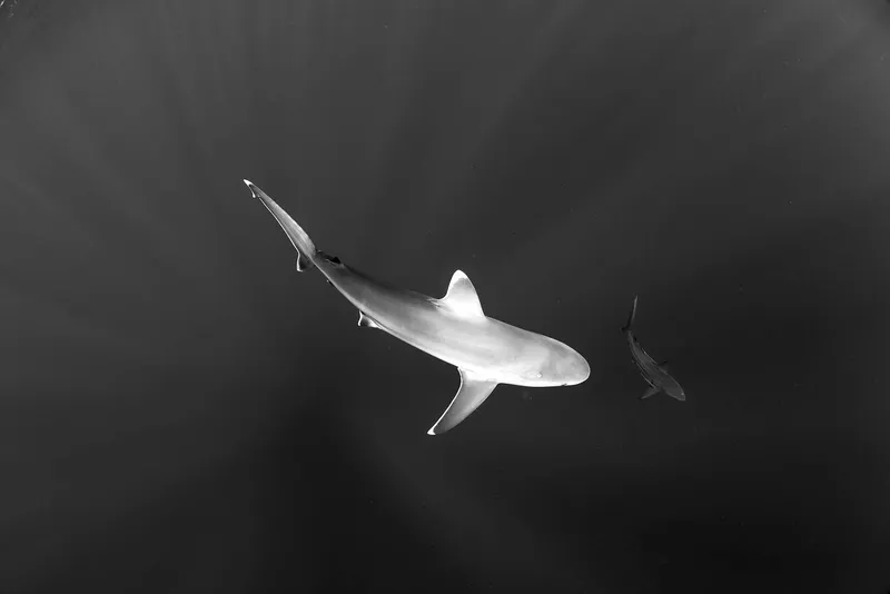 Nurturing Nature - Image 2