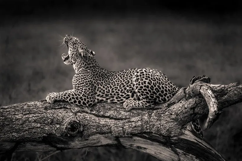 Lazy Days - Image 2
