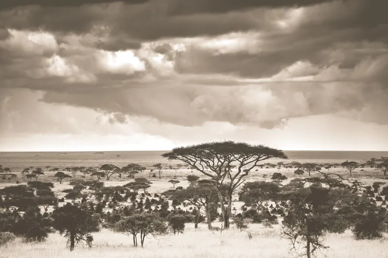 The plains - Image 2