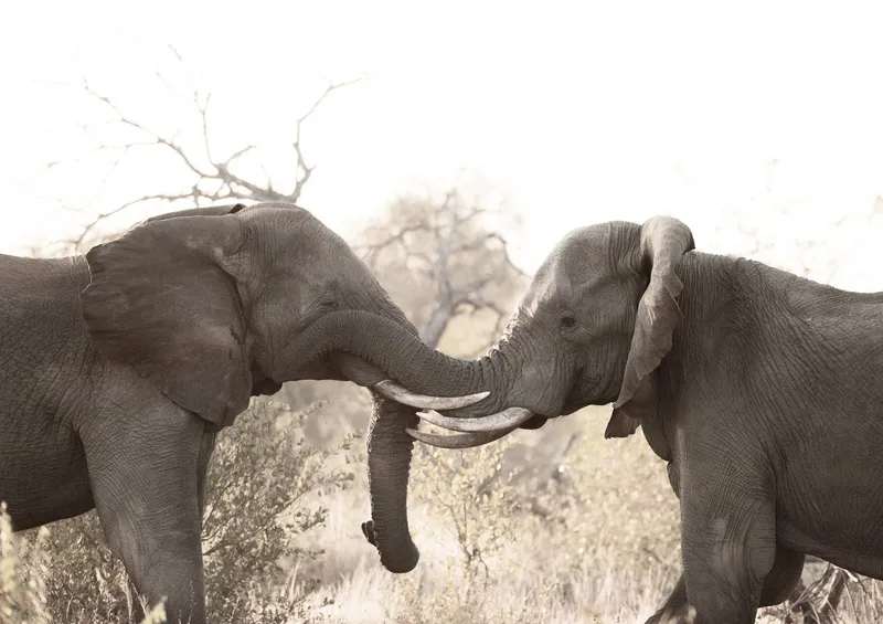 African Savanna - Image 2