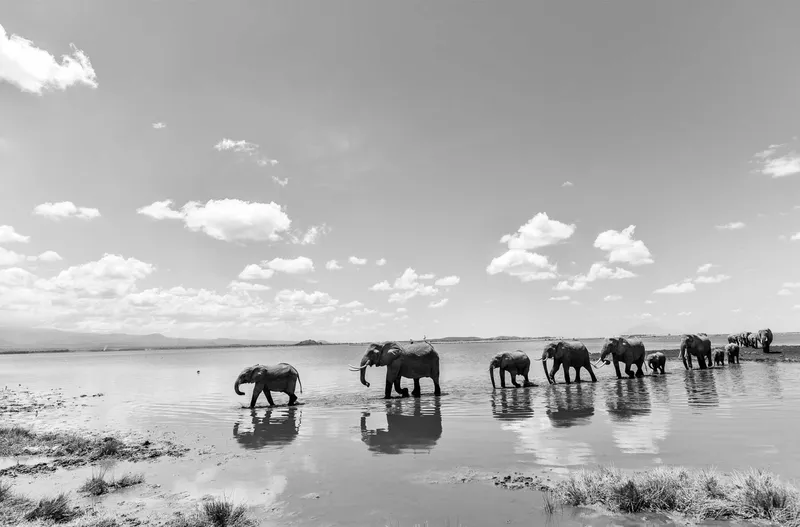 Fearless Leader - Image 2