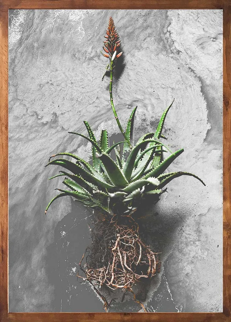 Dark roots set - Image 2