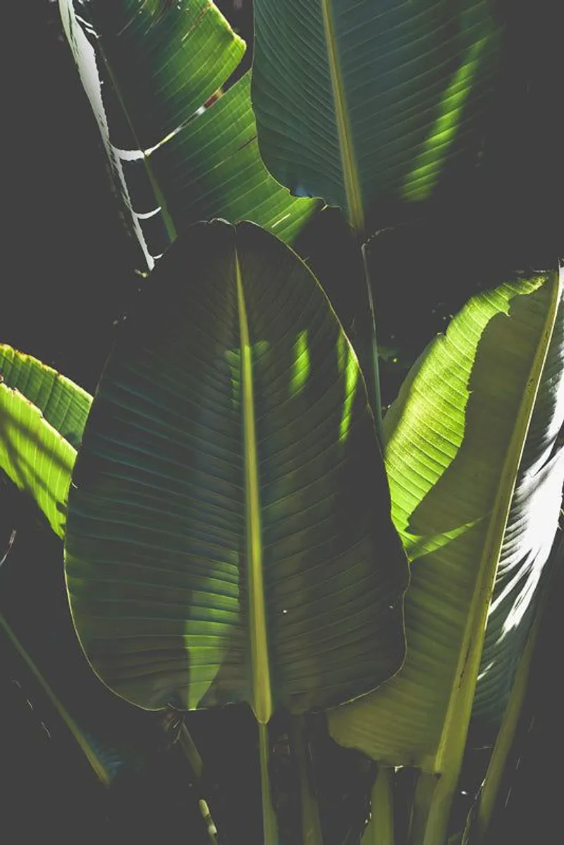 Undergrowth - Image 2